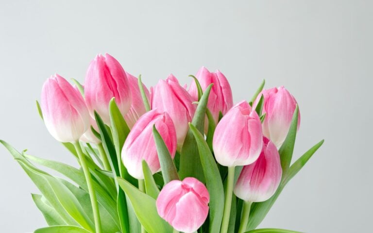 120 Beautiful Tulip Quotes for Instagram Captions